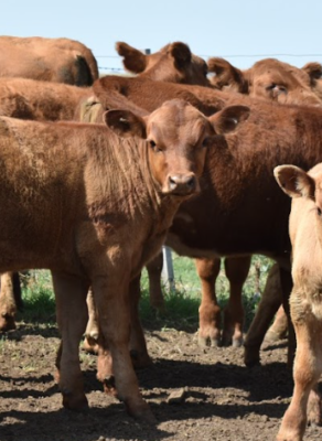 Gestión de establecimiento ganadero