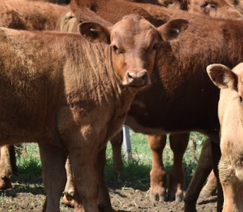 Gestión de establecimiento ganadero