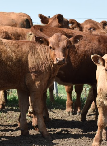Gestión de establecimiento ganadero